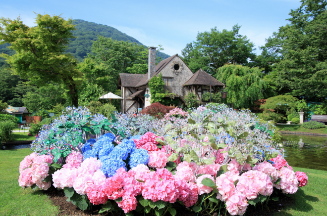 17年 神奈川の紫陽花名所10選 Mero